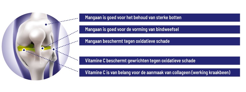 Werking Mangaan & vitamine C